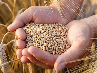 Dünyanın taxıl ehtiyatı azalacaq - Proqnoz