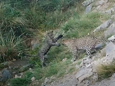 Zəngəzur dağlarında bəbir tapıldı