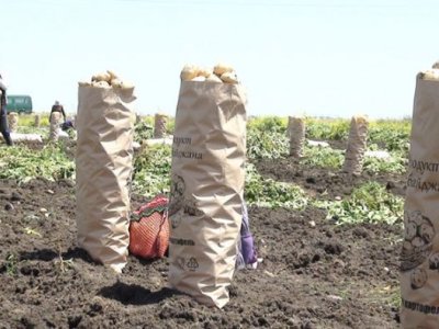 Azərbaycan kartof ixracından&nbsp;28 milyon dollar qazanıb