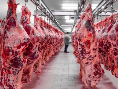 Azərbaycanda ət istehsalı yerində sayır