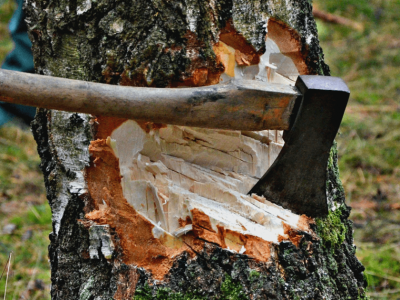 Tovuzda ağaclarının qırılması ilə bağlı araşdırma aparılır