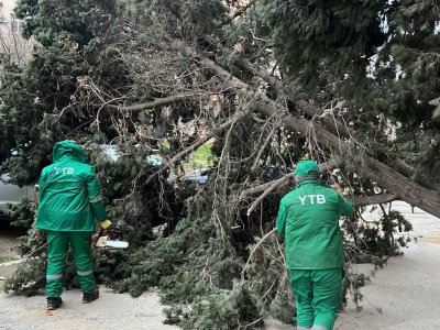 Bakıda güclü külək 19 ağacı sındırıb - FOTOLAR