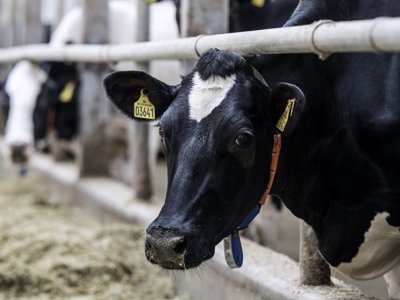 Azərbaycanda iri və xırdabuynuzlu heyvanlar dabaq xəstəliyinə qarşı peyvəndlənib