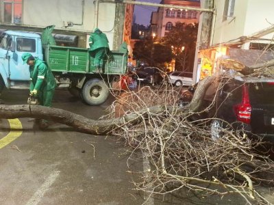 Güclü külək Bakıda 78 ağacı sındırıb - GÖRÜNTÜLƏR