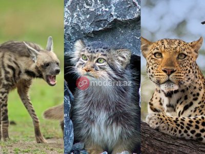 Ölkəmizdə ən nadir 3 heyvan - Onları ovlayanları həbs GÖZLƏYİR