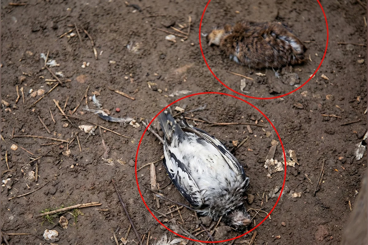 Şirvanda turistlər "Qırmızı kitab"a düşən quşları ovlayırlar?