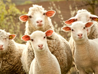 Azərbaycan quzusu monqol quzusuna UDUZUR