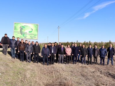 Samuxda ağacəkmə aksiyası - FOTO