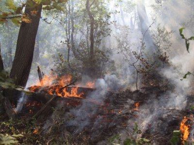 Yanğınların artmasının səbəbi nədir? - AÇIQLAMA