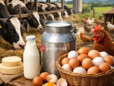 Subsidiya var, məhsuldarlıq yox: İdxaldan asılılıq artır