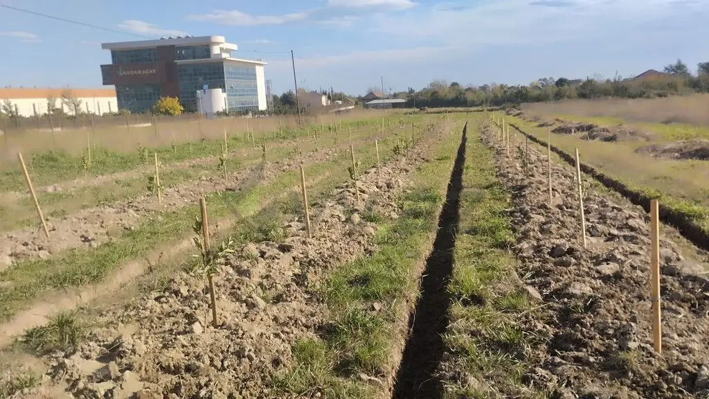 İstifadəsiz&nbsp;torpaqlar dövlətə qaytarılsın - TƏKLİF