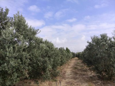 Zığda yaşıl zona yaradılır - 6 milyon ayrıldı