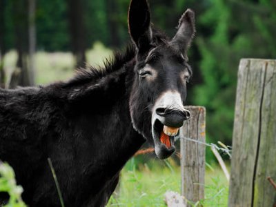 Eşşəklərimiz azalır - VAHİMƏLİ STATİSTİKA