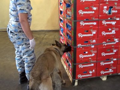 "Kahı" yükünün içərisində 56 kqmarixuana aşkarlandı