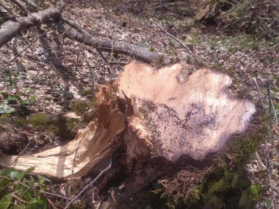 Ağacların kəsilməsinə görə cinayət işi açıldı