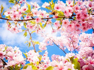 Temperatur 20 dərəcəyədək artacaq - Hava proqnozu