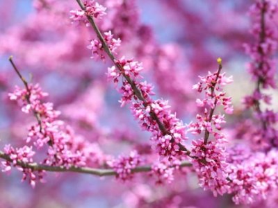 Aprelin ilk günü üçün hava proqnozu - 25 dərəcə isti...