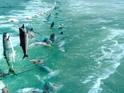 Azərbaycanda sabahdan balıq ovu qadağan edilir