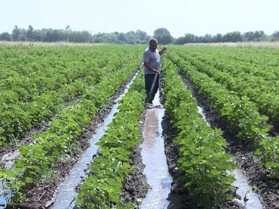 Leysan yağışlar&nbsp;2 min hektardan çox&nbsp;əkin sahəsinə zərər vur