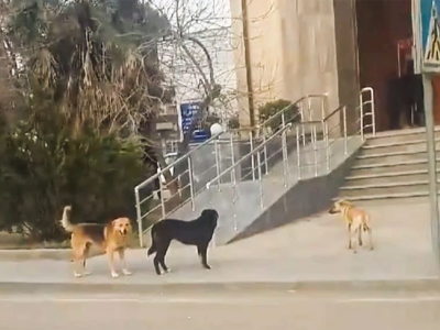 15 gündə 26 nəfəri it dişləyib&nbsp;- 9-u uşaqdır