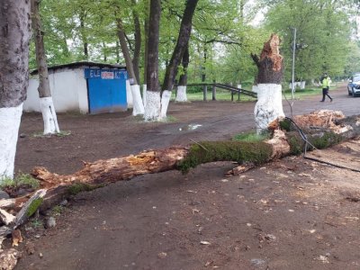 Maşının üstünə ağac aşdı: gəlin-qaynana xəsarət aldı