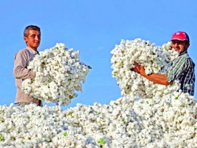 Ən çox pambıq harada istehsal olunur? - TOP 10