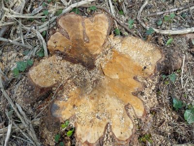 Oğuzda qanunsuz ağac kəsənlər SAXLANILDI