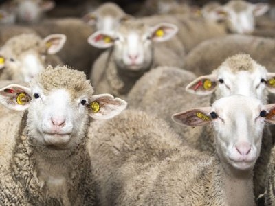 19-year-old raped sheep and goats - horror