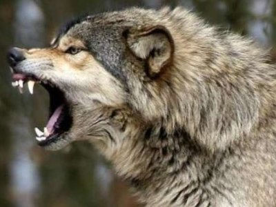 Azərbaycanda&nbsp;canavarlar kəndə hücum etdilər - VİDEO