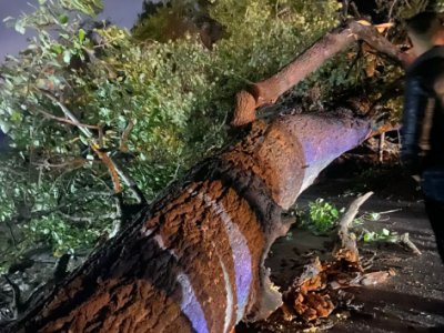 Şabranda ağac aşıb, Gəndob-Yalama yolu&nbsp;bağlı qalıb