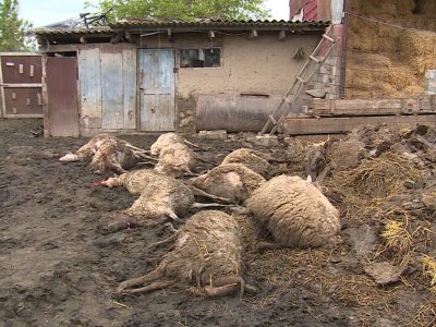 Şəkidə canavarlar&nbsp;qoyun-quzunu parçaladı - FOTO