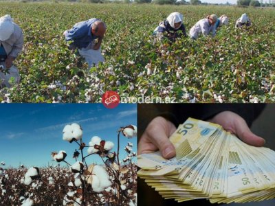 Fermerlər satdığı pambığın pulunu niyə ala bilmir? - PROBLEM