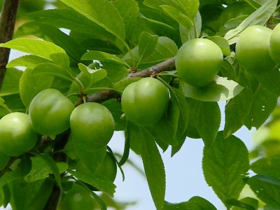 Alça ağacda qalıb, bazarda isə bahadır - səbəb nədir?