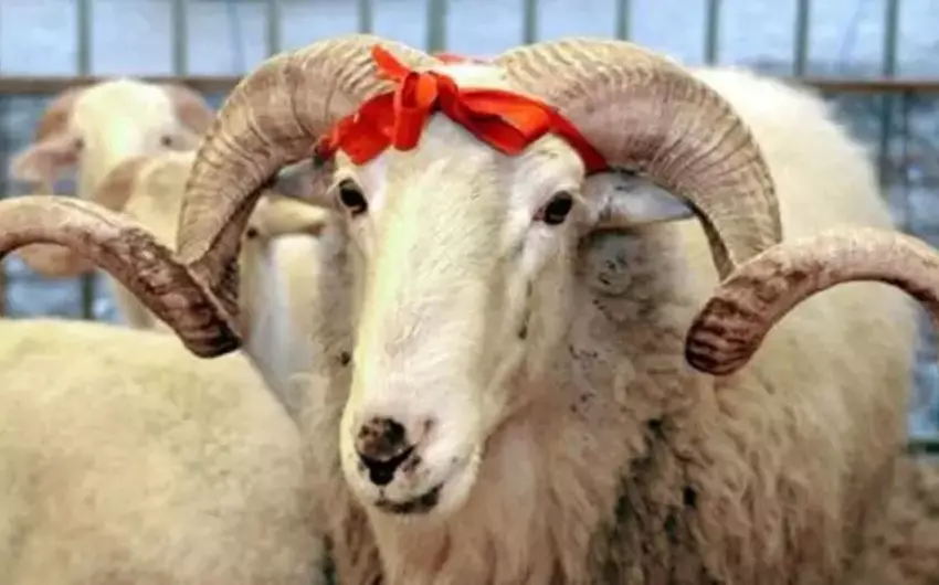 Qurban Bayramı ilə bağlı fətva verildi