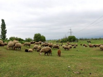 Örüş və otlaqların elektron uçotu aparılacaq