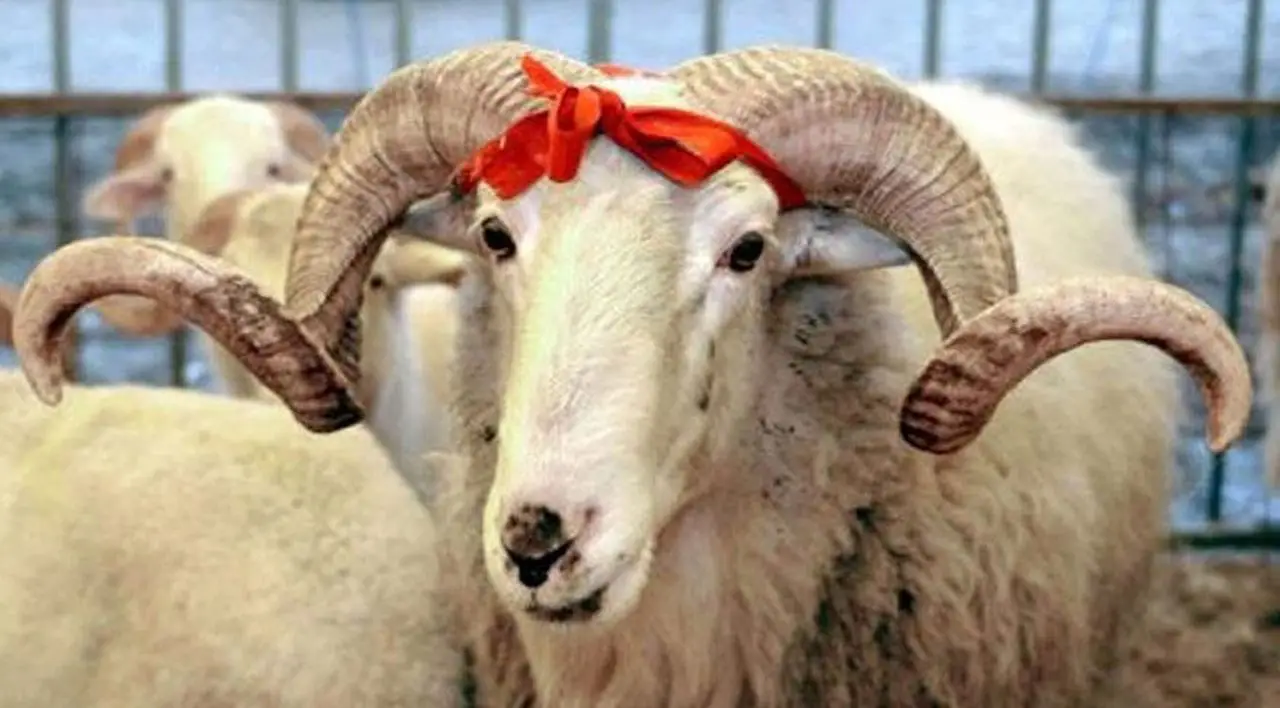 Azərbaycanda Qurban bayramı qeyd edilir