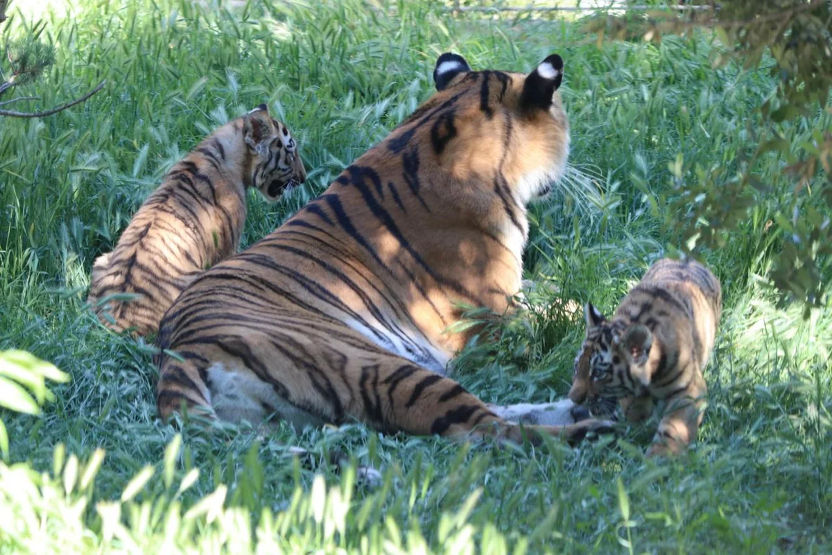 Bakı Zooloji Parkında&nbsp;pələngin iki balası oldu - FOTO