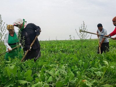 Qiymət dalğalanmaları fermerləri demotivasiya edir