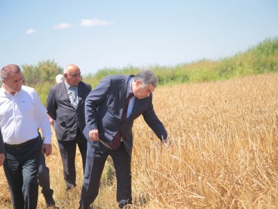 Salyanda icra başçısı taxıl biçini sahələrinə baxış keçirdi - FOTO