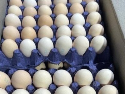 Yumurtanın qiyməti kəskin ucuzlaşdı - 1 qəpik oldu