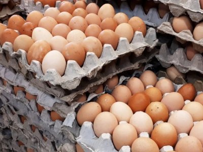 Yumurta niyə kəskin ucuzlaşdı? - AÇIQLAMA