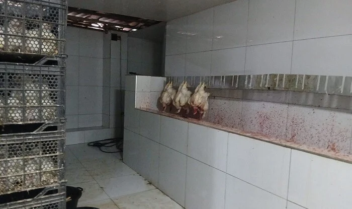 Toyuq ətini bu şəraitdə istehsal edirlərmiş&nbsp;
