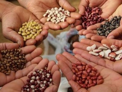 Azərbaycanda qeydiyyatsız toxum satışı qadağan olunur