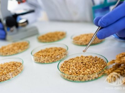 Genetik modifikasiya olunmuş toxumların satışına qadağa qoyulur