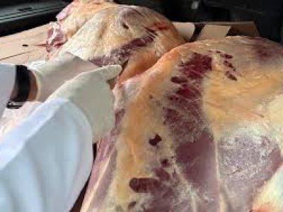 600-dən çox restoran və kafedə&nbsp; at əti aşkarlandı - RƏSMİ
