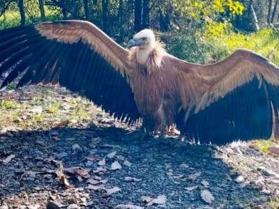 Zəngəzurda nadir quş növü tapıldı - FOTO