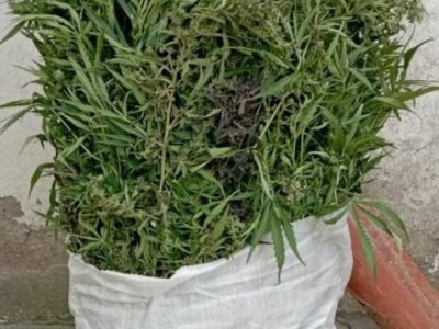 DİN: Çətənə kolları məhv edildi