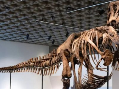 Zənginlərin yeni əyləncəsi - Dinozavr skeletleri