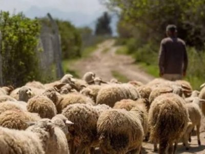 Salyanda çoban 85 baş qoyunla birlikdə itkin düşdü