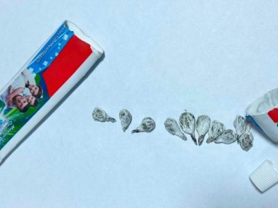 Təcridxanaya diş məcununun içində marixuana keçirmək istədi